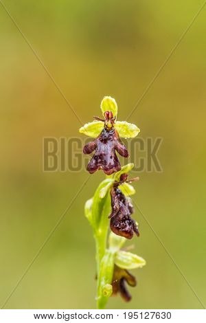 A beautiful rare wild orchid flowering in the marsh in summer after the rain. Closeup macro photo shallow depth of field.