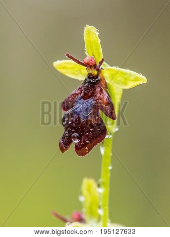 A beautiful rare wild orchid flowering in the marsh in summer after the rain. Closeup macro photo shallow depth of field.