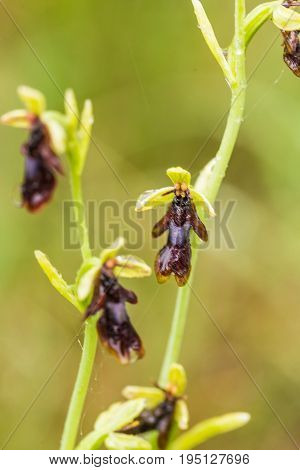 A beautiful rare wild orchid flowering in the marsh in summer after the rain. Closeup macro photo shallow depth of field.