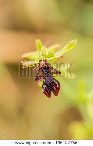 A beautiful rare wild orchid flowering in the marsh in summer after the rain. Closeup macro photo shallow depth of field.