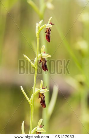 A beautiful rare wild orchid flowering in the marsh in summer after the rain. Closeup macro photo shallow depth of field.