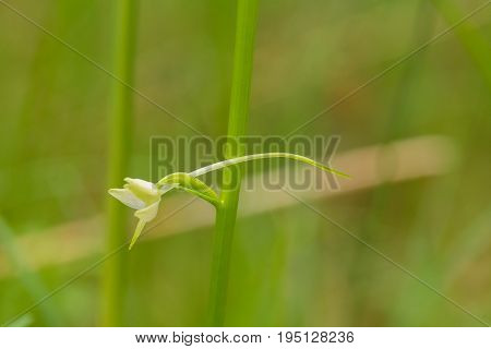 A beautiful rare lesser butterfly orchid blossoming in the summer marsh. Closeup macro photo shallow depth of field.