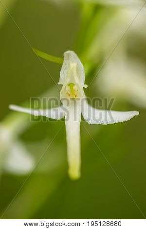 A beautiful rare lesser butterfly orchid blossoming in the summer marsh. Closeup macro photo shallow depth of field.