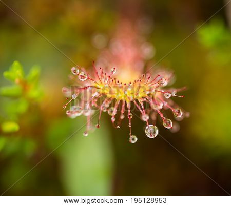 A beautiful round leaved sundew in a marsh after the rain. Shallow depth of field closeup macro photo.