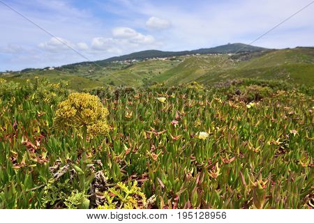 Landscape of the Cabo da Roca (Cape Roca) cape which forms the westernmost extent of mainland Portugal and continental Europe. Small depth of field