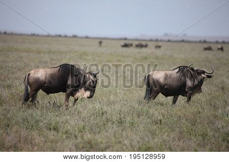 Wildebeest Wild Antelope Gnu In African Botswana Savannah