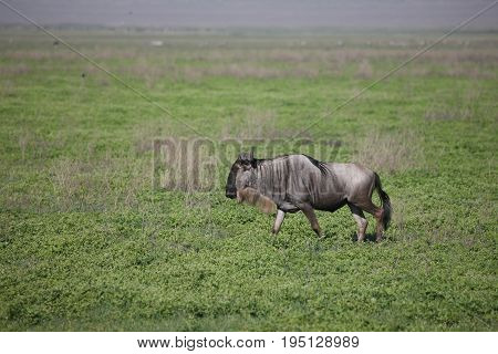 Wildebeest Wild Antelope Gnu In African Botswana Savannah