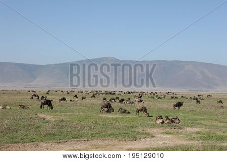 Wildebeest Wild Antelope Gnu In African Botswana Savannah