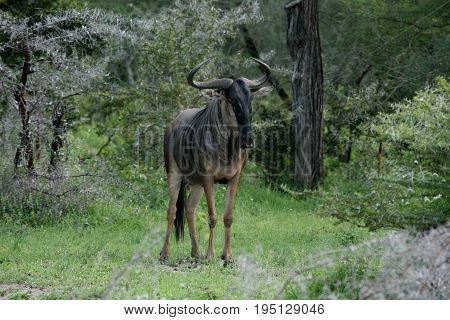 Wildebeest Wild Antelope Gnu In African Botswana Savannah