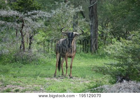 Wildebeest Wild Antelope Gnu In African Botswana Savannah