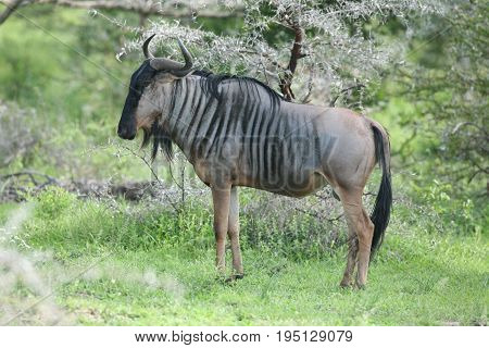 Wildebeest Wild Antelope Gnu In African Botswana Savannah