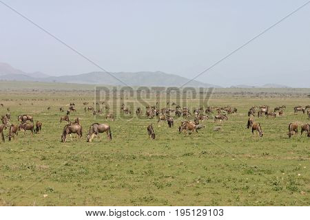 Wildebeest Wild Antelope Gnu In African Botswana Savannah