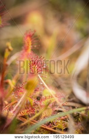A beautiful round leaved sundew in a marsh after the rain. Shallow depth of field closeup macro photo.