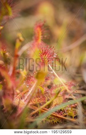 A beautiful round leaved sundew in a marsh after the rain. Shallow depth of field closeup macro photo.