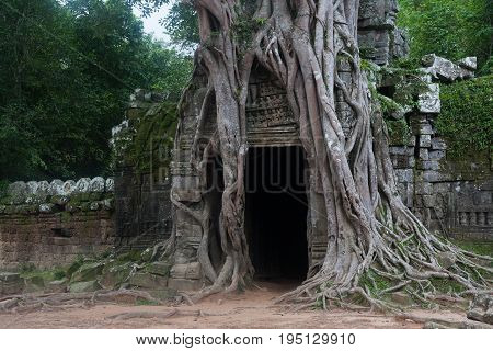 Ancient Door entangled with old trees around in Ankgor wat mossy stone wall Cambodia