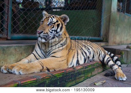 RelaxTropical Orange Striped Tiger in Tiger Temple Thailand North Chang Mai