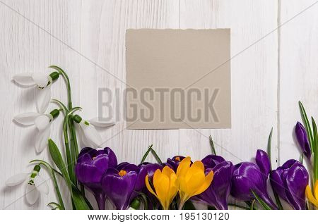Coner From Crocus  And Snowdrops On Wooden Background With Empty Card For Your Text