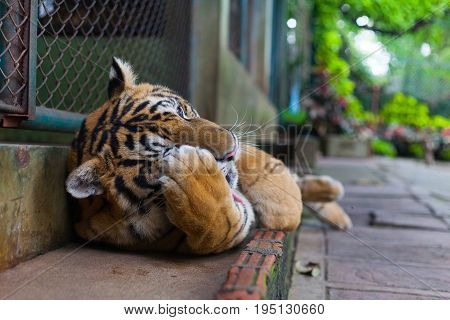 Clean Tropical Orange Striped Tiger Paw in Tiger Temple Thailand North Chang Mai