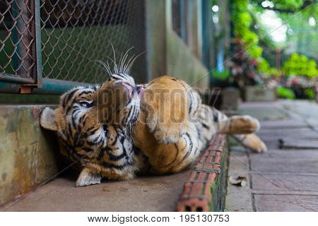 Tropical Young Orange Striped Tiger Paw in Mouth in Tiger Temple Thailand North Chang Mai