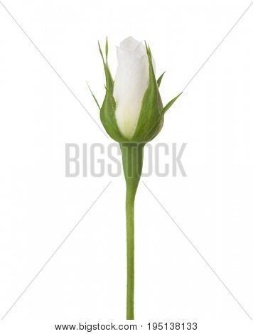 Undiscovered rosebud of white rose  isolated on white background.