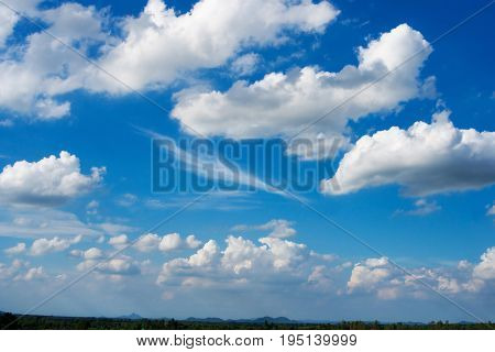 Water tree and sky with white cloud cover.