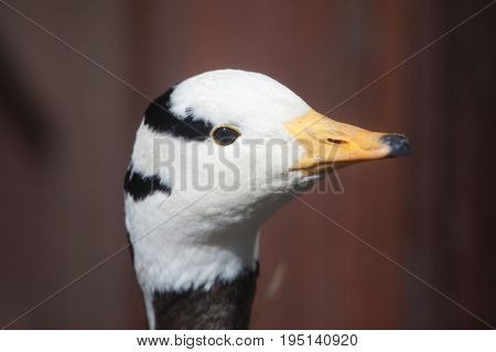 Bar-headed goose (Anser indicus). Wild life animal. 