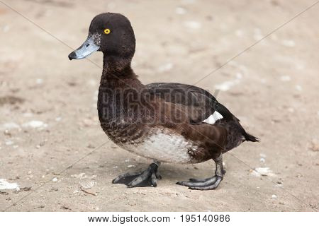 Tufted duck (Aythya fuligula). Wild life animal. 