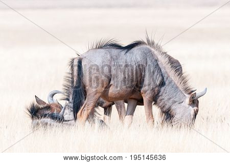 Blue wildebeest Connochaetes taurinus also called a white-bearded wildebeest or brindled gnu one grazing and one lying in grass