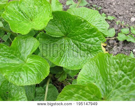 Wasabi with green leaves, Wasabia japonica, in garden