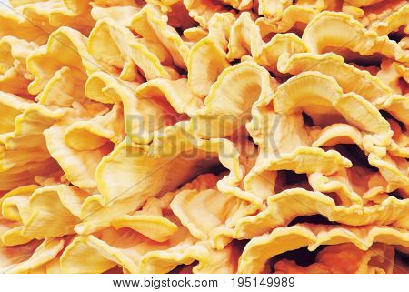 Wild Mushrooms