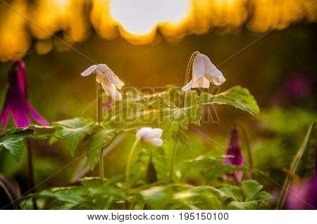 Spring Flowers In The Forest. Beautiful Purple Plants. Green Juicy Grass. Morning Sunrise In The Woo