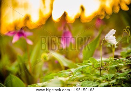 Spring Flowers In The Forest. Beautiful Purple Plants. Green Juicy Grass. Morning Sunrise In The Woo