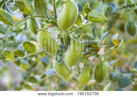 Green fresh chickpeas grains, natural organic green chickpeas pictures, green chickpea pictures on the field,