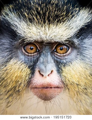 Frontal Closeup Portrait of a Wolf's Guenon Monkey