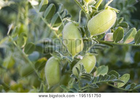 Green fresh chickpeas grains, natural organic green chickpeas pictures, green chickpea pictures on the field,