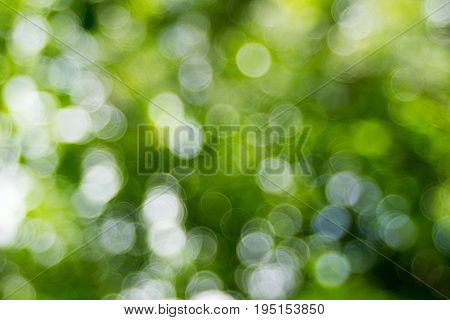 Abstact defocus bokeh light background made of forest style.