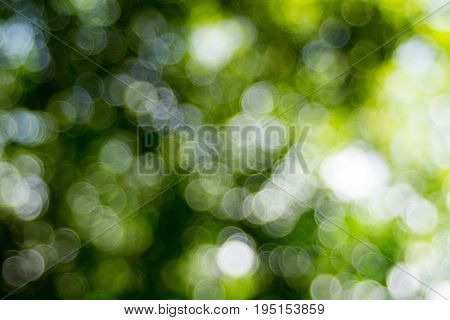 Abstact defocus bokeh light background made of forest style.