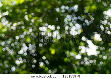 Abstact defocus bokeh light background made of forest style.