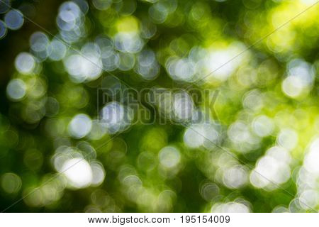Abstact defocus bokeh light background made of forest style.