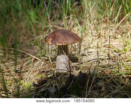 Edible Mushroom (leccinum Scabrum) With Brown Hat