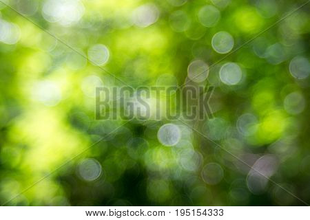 Abstact defocus bokeh light background made of forest style.