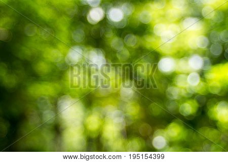 Abstact defocus bokeh light background made of forest style.