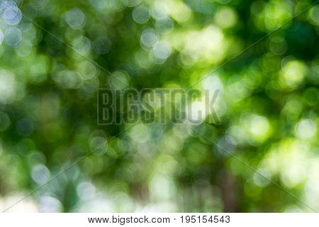 Abstact defocus bokeh light background made of forest style.