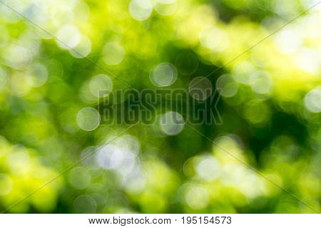 Abstact defocus bokeh light background made of forest style.