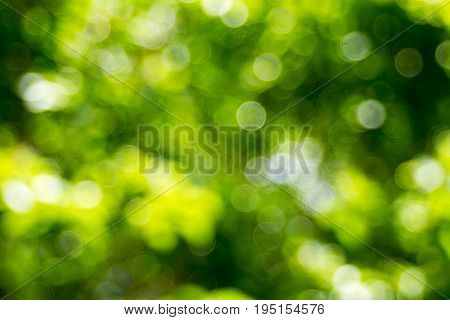 Abstact defocus bokeh light background made of forest style.