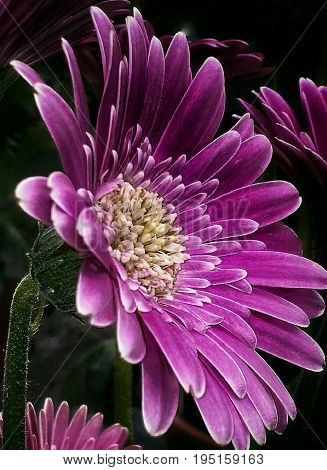 Fuchsia cape daisy. Close-up of a fuchsia cape daisy on dark background