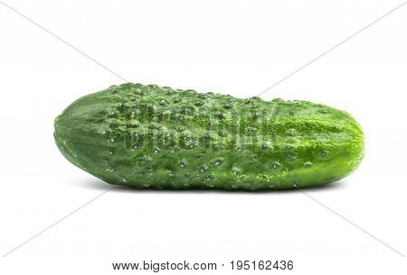 Whole, ripe and bright green cucumber, isolated on a white background. Summer harvest of cucambers. Fresh vegetables. Organic green cucumber.