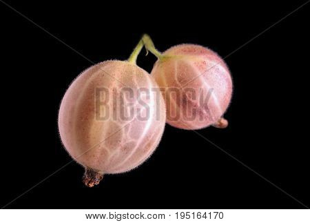 Close-up macro light pink gooseberries. Two ripe pink berries on a black background. Tasty light and healthy gooseberries. Fresh juicy berries on a black background. Sweet summer berries.