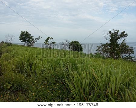 Trees and grass with sea view in champoton