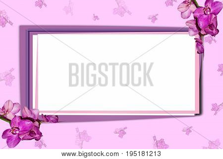 Mocap, background from a blank white screen with pink frame on bright pink background with sprigs of lilac orchids for certificates, invitations, cards, greetings, horizontal, mock up